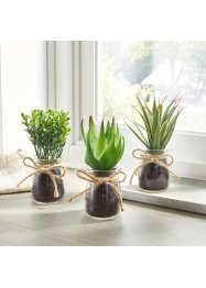 Kunstplant met glazen pot, 3-dlg. set, bpc living bonprix collection