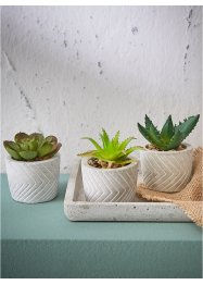 Kunstplant succulent in pot (set van 3), bpc living bonprix collection