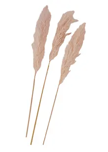 Pampasgras kunstplant (set van 3), bonprix