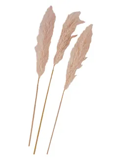 Pampasgras kunstplant (set van 3), bonprix
