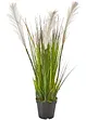 Kunstplant grassen, bpc living bonprix collection