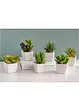 Kunstplanten (6-dlg. set), bonprix